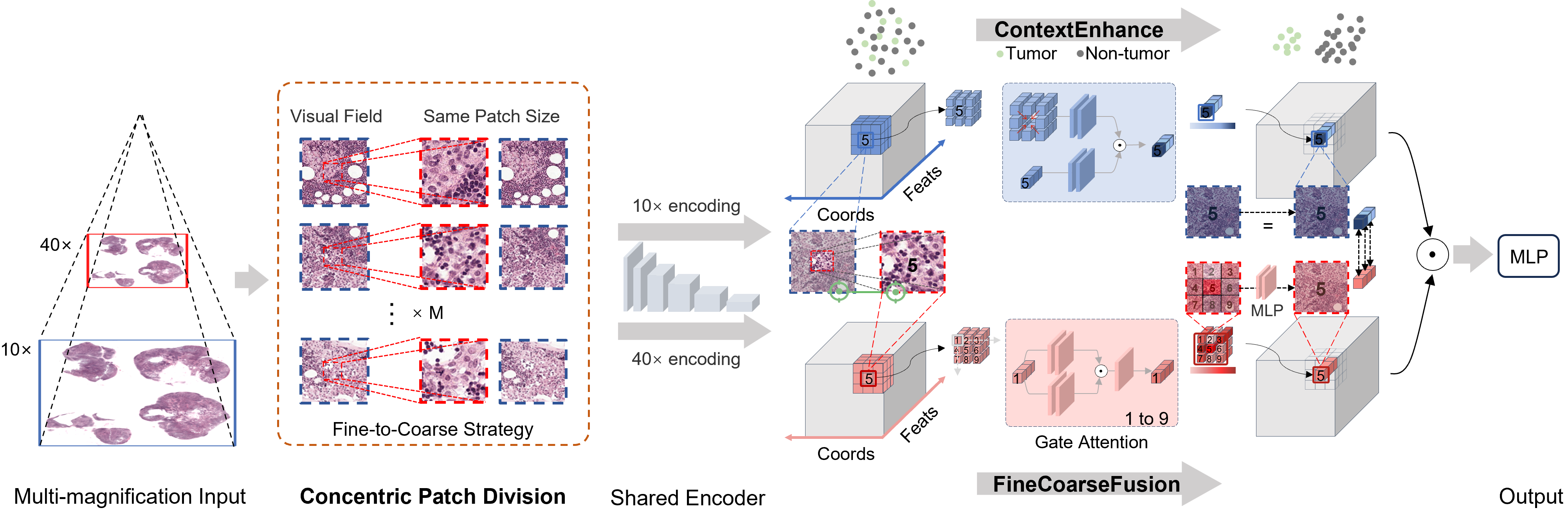 Fig. 2 MPFusion-MIL framework
